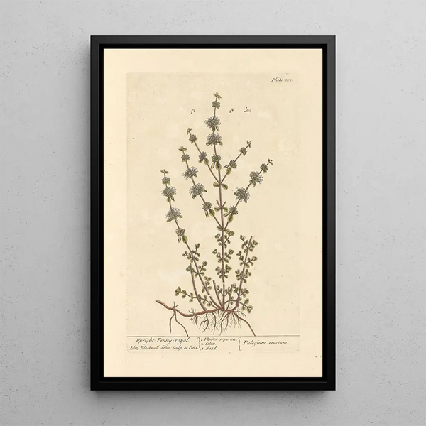 Menthe pouliot dressée - Elizabeth Blackwell — quadro incorniciato alla parete