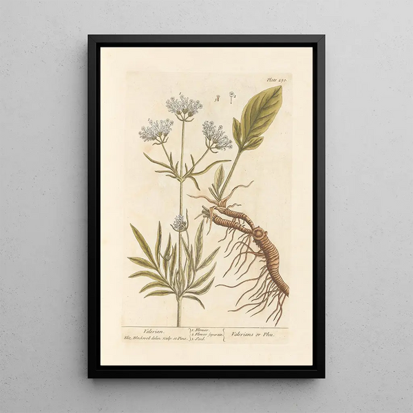 Valériane - Elizabeth Blackwell — quadro incorniciato alla parete