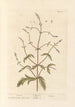 Verveine - Elizabeth Blackwell — vista dell’opera