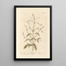 Verveine - Elizabeth Blackwell — quadro incorniciato alla parete
