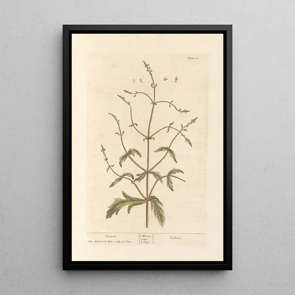 Verveine - Elizabeth Blackwell — quadro incorniciato alla parete