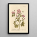 Mauve di marshmallow - Elizabeth Blackwell — quadro incorniciato alla parete
