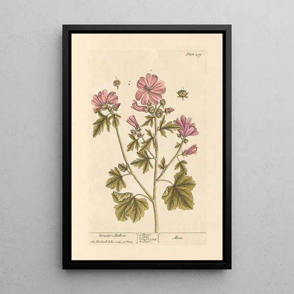 Mauve di marshmallow - Elizabeth Blackwell — quadro incorniciato alla parete