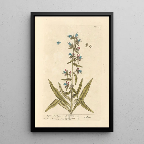 Vipérine - Elizabeth Blackwell — quadro incorniciato alla parete