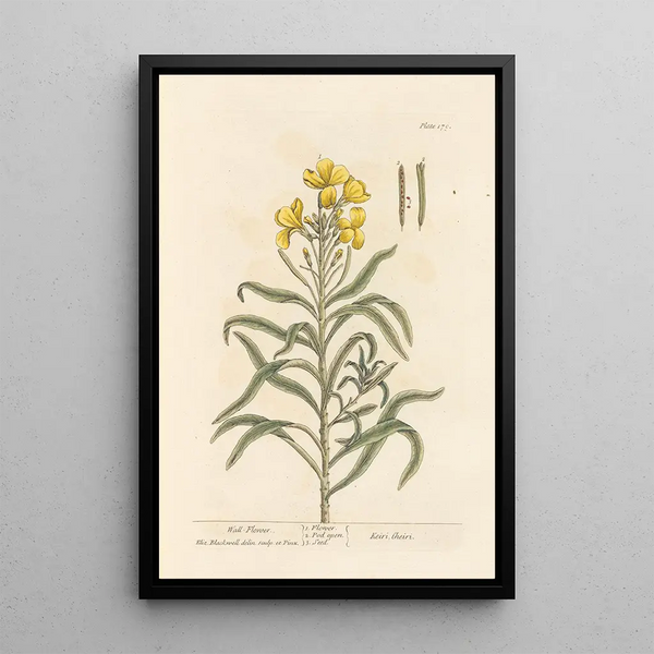 Giroflée - Elizabeth Blackwell — quadro incorniciato alla parete
