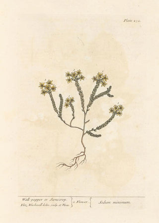 Elizabeth Blackwell - Wallpepper or stonecrop.webp
