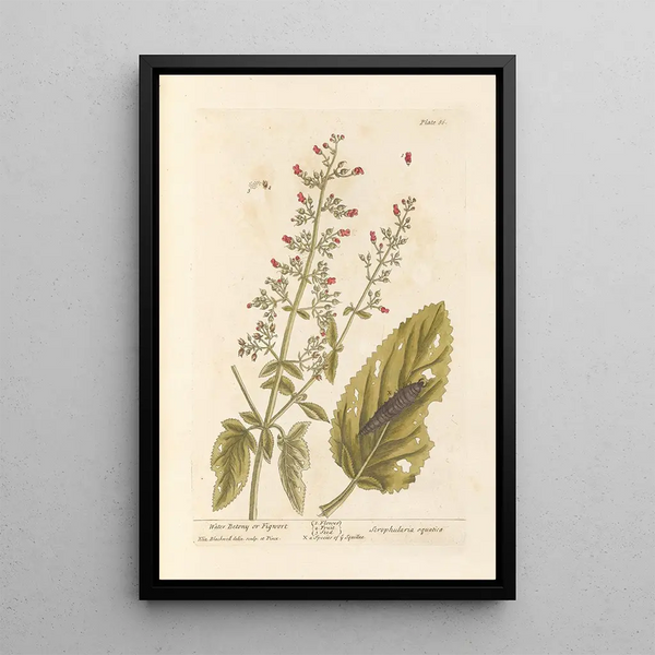 Scrofulaire aquatique ou scrofulaire - Elizabeth Blackwell — quadro incorniciato alla parete