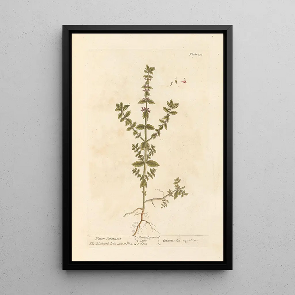 Calament acquatico - Elizabeth Blackwell — quadro incorniciato alla parete