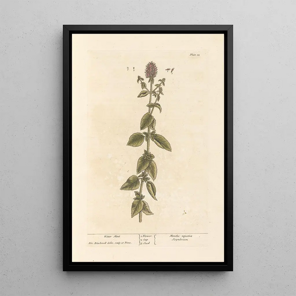Menthe aquatique - Elizabeth Blackwell — quadro incorniciato alla parete