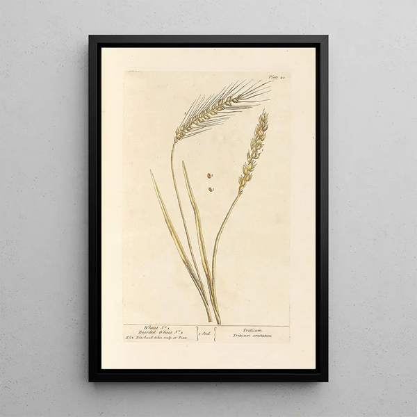 Frumento n°1 Frumento barbutto n°2 - Elizabeth Blackwell — quadro incorniciato alla parete