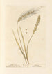 Frumento n°1 Frumento barbutto n°2 - Elizabeth Blackwell — vista dell’opera