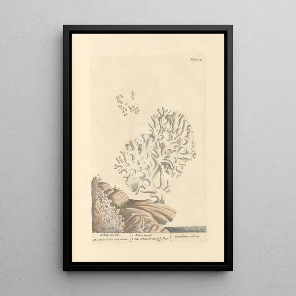 Corallo bianco - Elizabeth Blackwell — quadro incorniciato alla parete