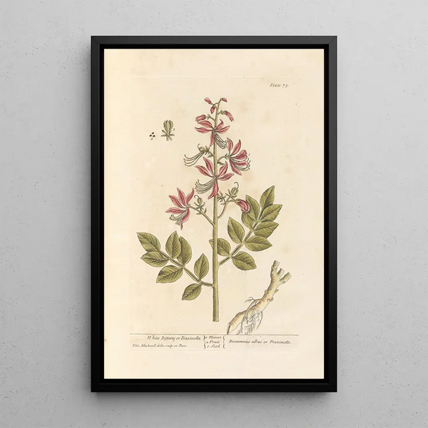 Dictame bianco o fraxinella - Elizabeth Blackwell — quadro incorniciato alla parete