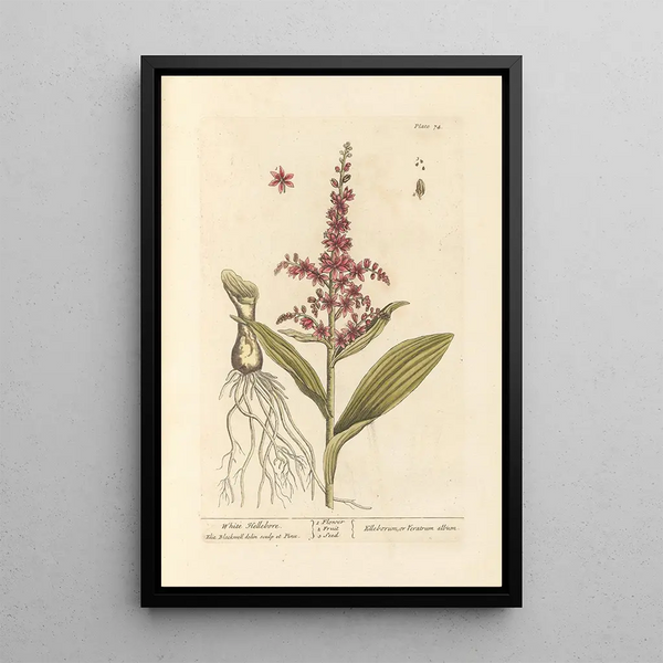 Hellébore bianco - Elizabeth Blackwell — quadro incorniciato alla parete