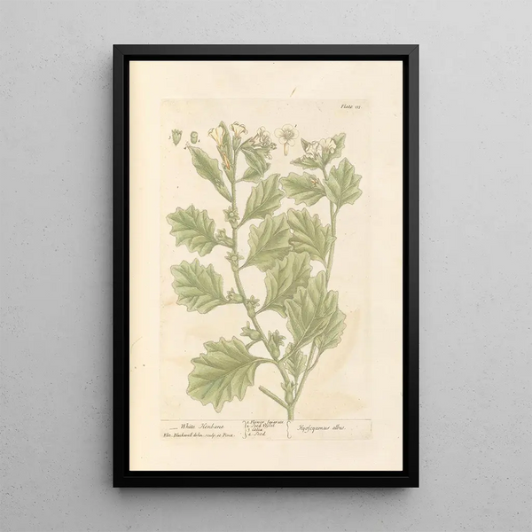 Giusquiamo bianco - Elizabeth Blackwell — quadro incorniciato alla parete