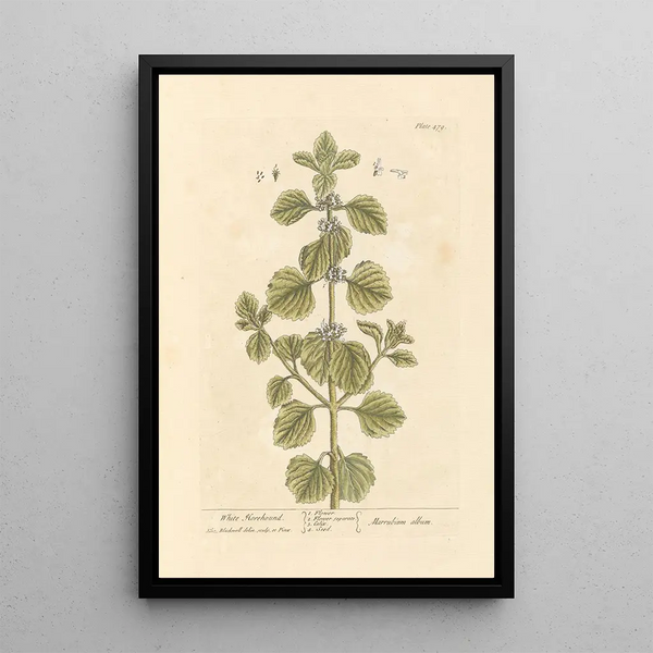 Marrube bianco - Elizabeth Blackwell — quadro incorniciato alla parete