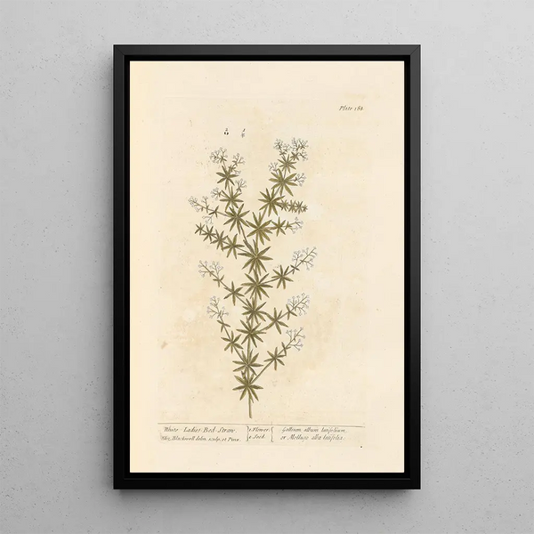 Caille-lait bianco - Elizabeth Blackwell — quadro incorniciato alla parete