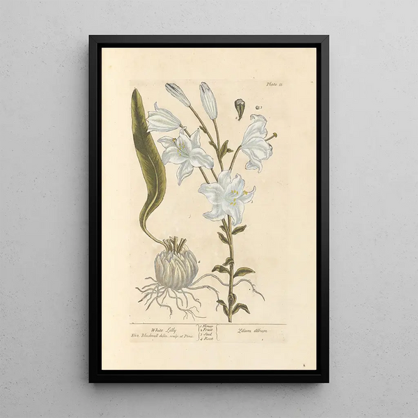 Lys bianco - Elizabeth Blackwell — quadro incorniciato alla parete