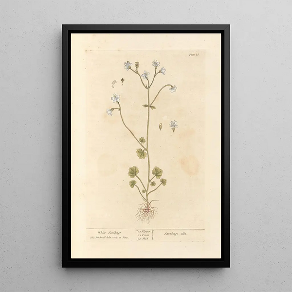 Saxifrage bianca - Elizabeth Blackwell — quadro incorniciato alla parete
