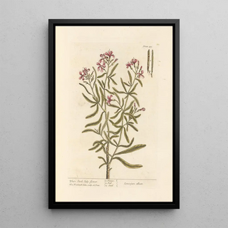 Elizabeth Blackwell - White stock Julyflower.webp