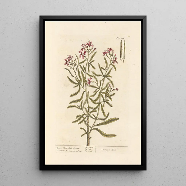 Julienne bianca - Elizabeth Blackwell — quadro incorniciato alla parete