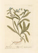 Buglosse sauvage - Elizabeth Blackwell — vista dell’opera