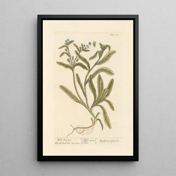Buglosse sauvage - Elizabeth Blackwell — quadro incorniciato alla parete