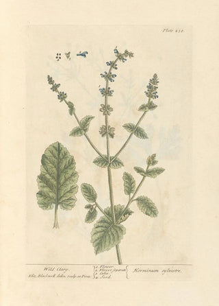 Elizabeth Blackwell - Wild clary.webp