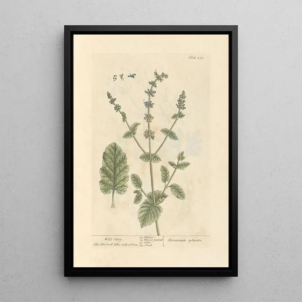 Salvia selvatica - Elizabeth Blackwell — quadro incorniciato alla parete