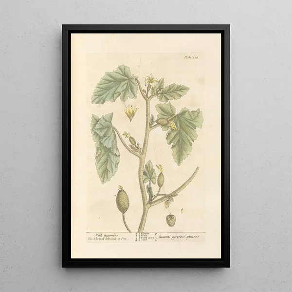 Cetriolo selvatico - Elizabeth Blackwell — quadro incorniciato alla parete