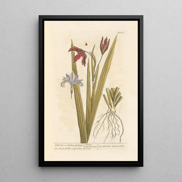 Iris selvatico o iris fetido - Elizabeth Blackwell — quadro incorniciato alla parete