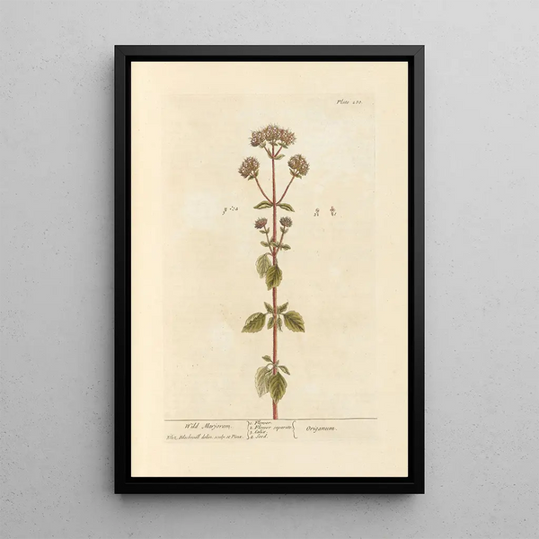 Marjolaine sauvage - Elizabeth Blackwell — quadro incorniciato alla parete