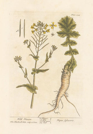 Elizabeth Blackwell - Wild naven.webp