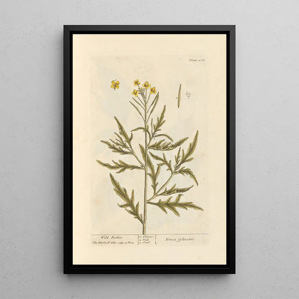 Roquette sauvage - Elizabeth Blackwell — quadro incorniciato alla parete