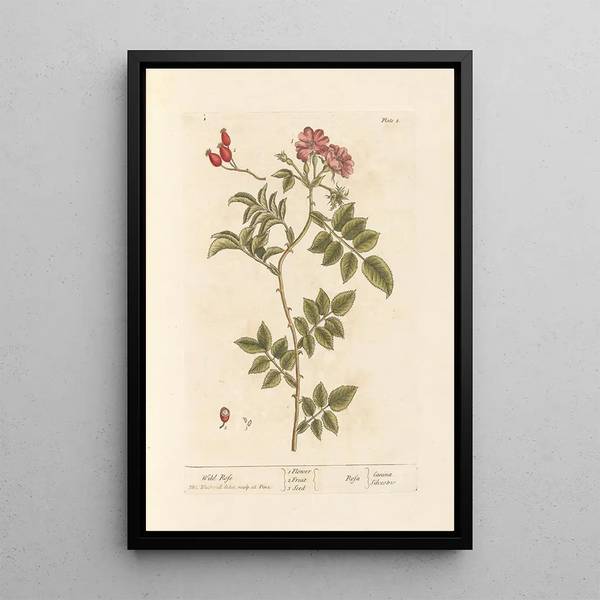 Églantier - Elizabeth Blackwell — quadro incorniciato alla parete