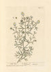 Rue sauvage - Elizabeth Blackwell — vista dell’opera