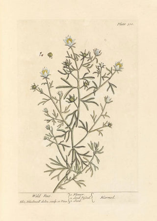 Elizabeth Blackwell - Wild rue.webp