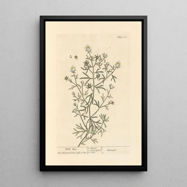 Rue sauvage - Elizabeth Blackwell — quadro incorniciato alla parete