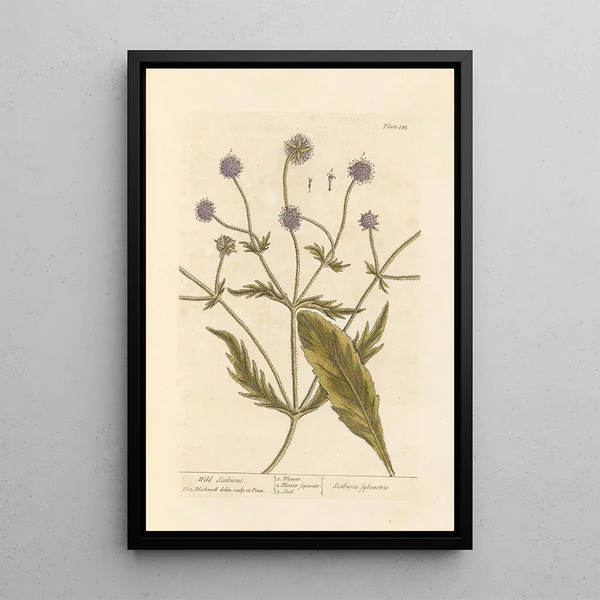 Scabieuse sauvage - Elizabeth Blackwell — quadro incorniciato alla parete