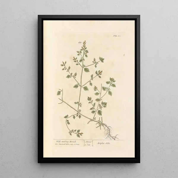 Arroche fétide sauvage - Elizabeth Blackwell — quadro incorniciato alla parete