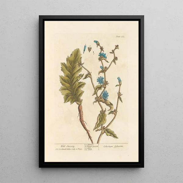 Chicorée sauvage - Elizabeth Blackwell — quadro incorniciato alla parete