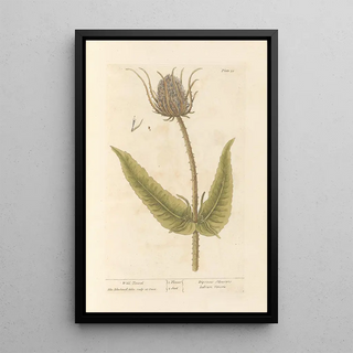 Elizabeth Blackwell - Wild teasel.webp