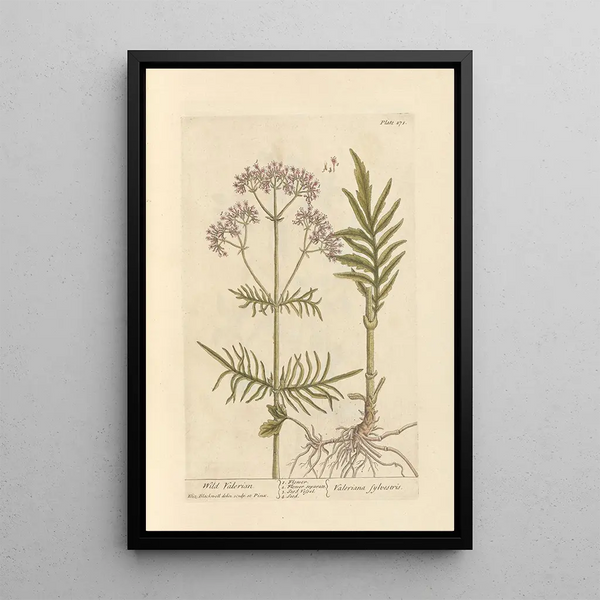 Valériane selvaggia - Elizabeth Blackwell — quadro incorniciato alla parete