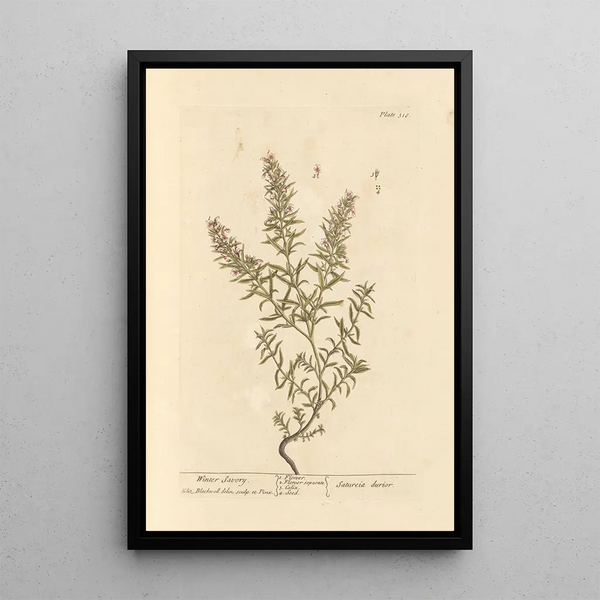 Sarriette d'inverno - Elizabeth Blackwell — quadro incorniciato alla parete