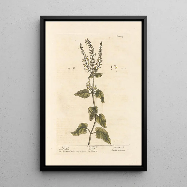 Salvia dei boschi - Elizabeth Blackwell — quadro incorniciato alla parete