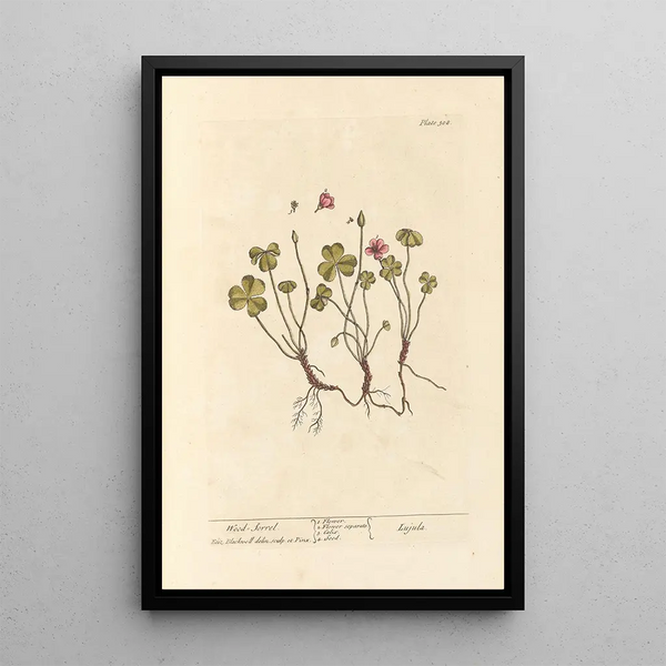 Oxalis - Elizabeth Blackwell — quadro incorniciato alla parete