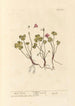 Oxalis - Elizabeth Blackwell — vista dell’opera