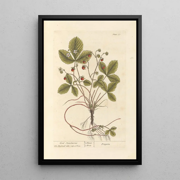 Fragole di bosco - Elizabeth Blackwell — quadro incorniciato alla parete