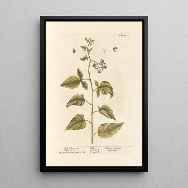 Douce-amère - Elizabeth Blackwell — quadro incorniciato alla parete