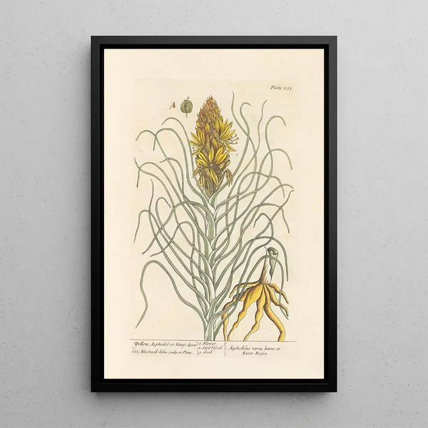 Asfodelo giallo o bastone del re - Elizabeth Blackwell — quadro incorniciato alla parete